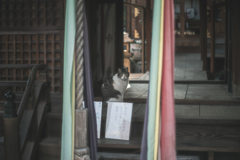 猫神様降臨