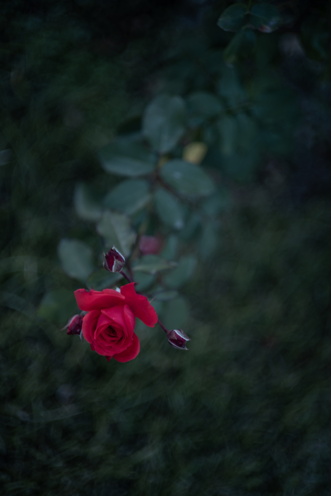 寂しげに咲く薔薇