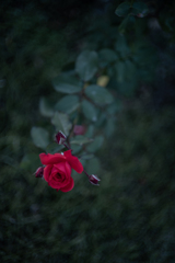 寂しげに咲く薔薇