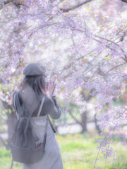 枝垂れ桜とカメラ女子