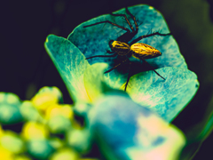 Hydrangea and spider