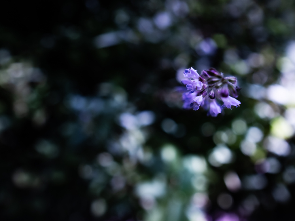 キラキラと一輪の花