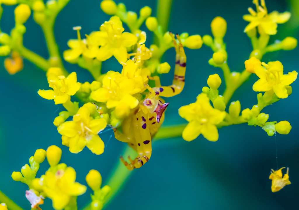 黄色い花に黄色い蜘蛛