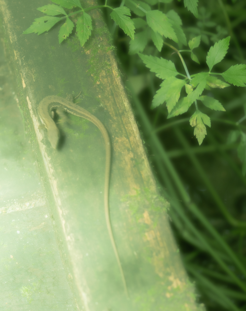 トカちゃんＵターン