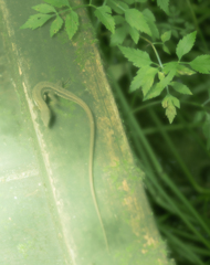 トカちゃんＵターン