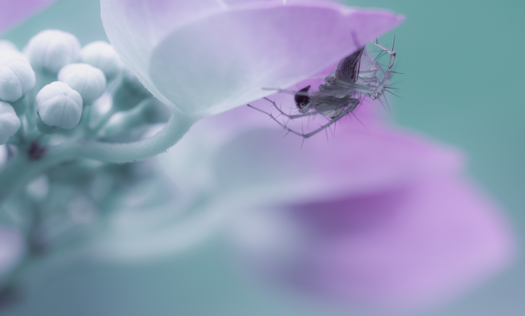 紫陽花に身を隠す蜘蛛
