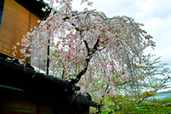 祇園の桜