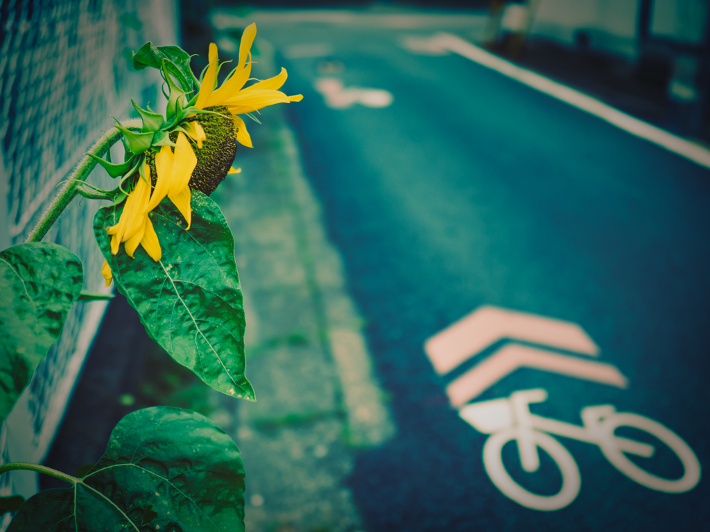 道端に生えてた向日葵