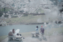 ベンチに座ってのんびりお花見