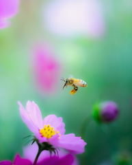 コスモスと蜜蜂