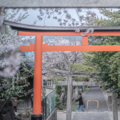 桜の季節はあっという間に・・・