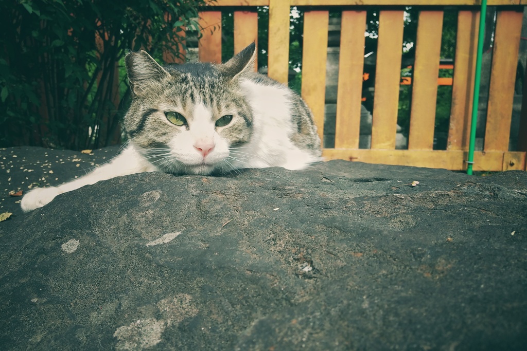 ムムッ