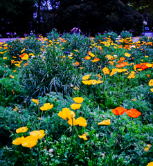 春は花が咲きます