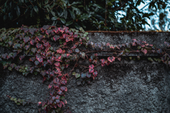 蔦の葉が紅葉している萌えますな〜