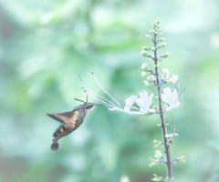 ホウジャクさんのシンプルライフ