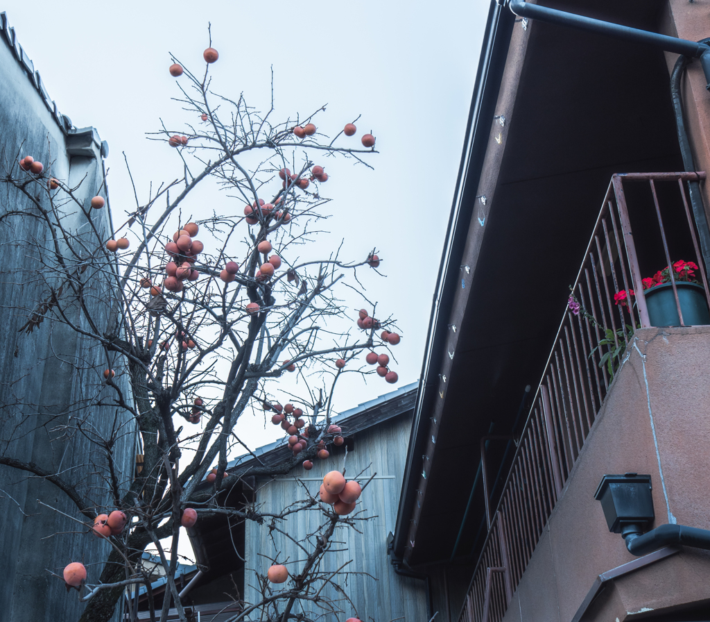 柿食べたいっ！！