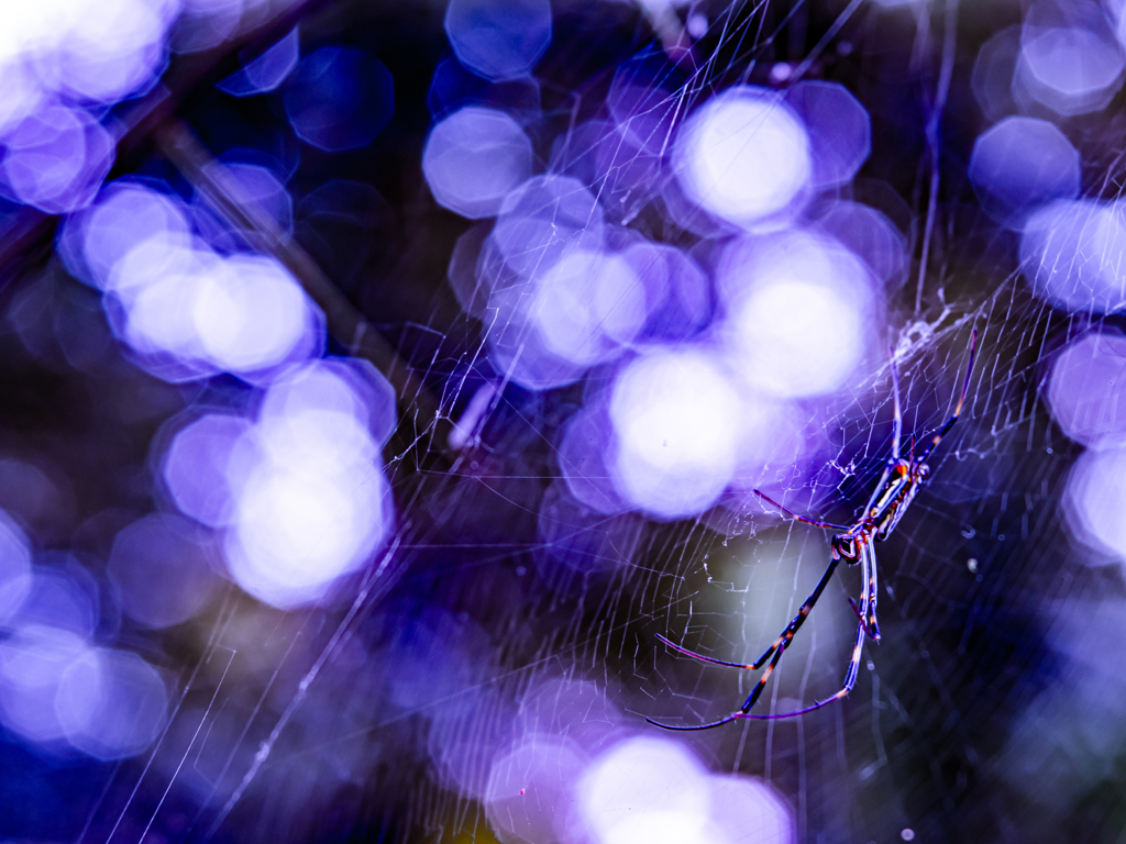 Spider and sunbeams