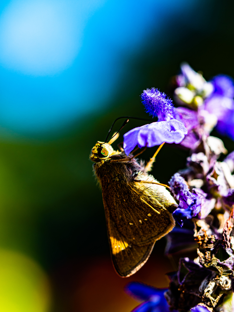 先々週のセセリチョウ