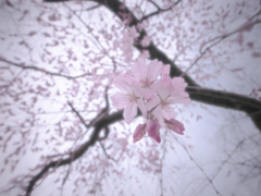 早咲きの枝垂れ桜