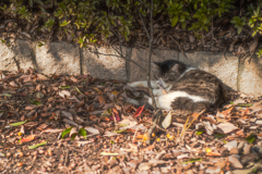 落ち葉の上で眠る猫さん