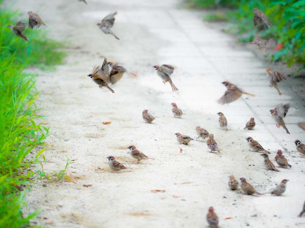 飛び立つスズメ達