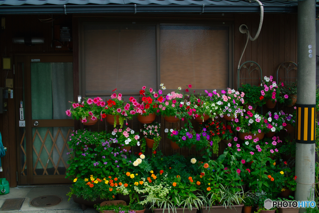 花が綺麗に咲いてます