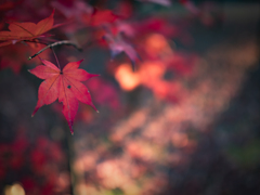 真如堂紅葉
