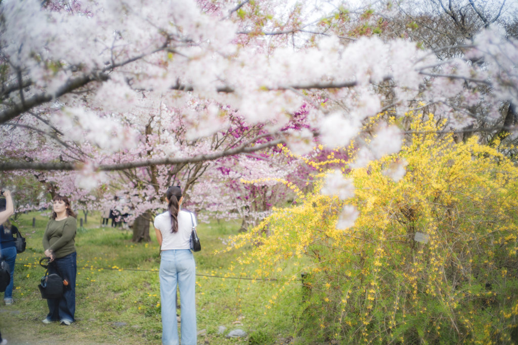 春の花々と脚長おねいさん