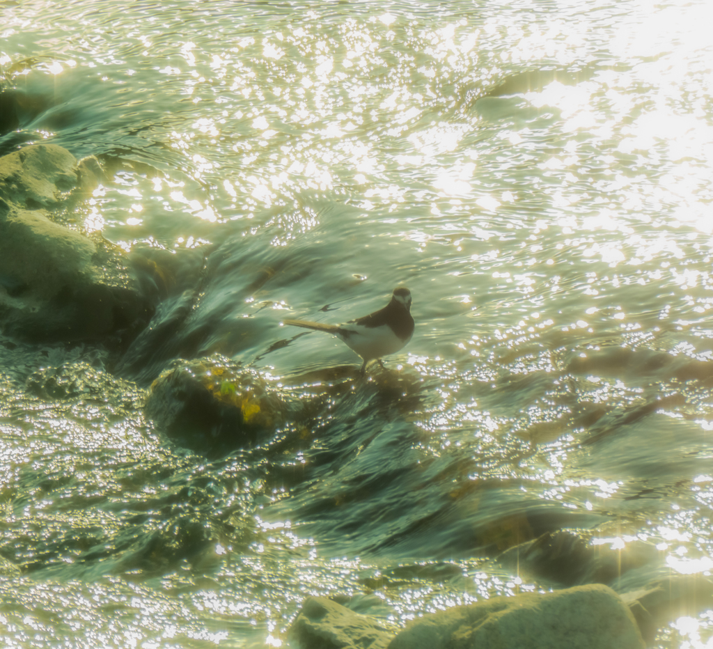 キラキラセキレイさん