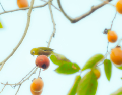 この柿美味しそう！！