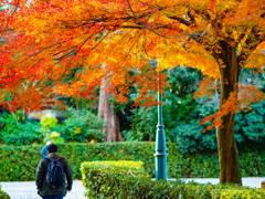 紅葉とおじさん