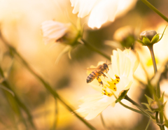 働き蜂を照らす陽の光