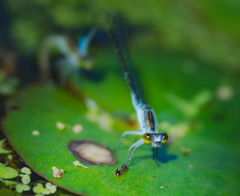 こらっ！！アリンコ！！足噛むな！！