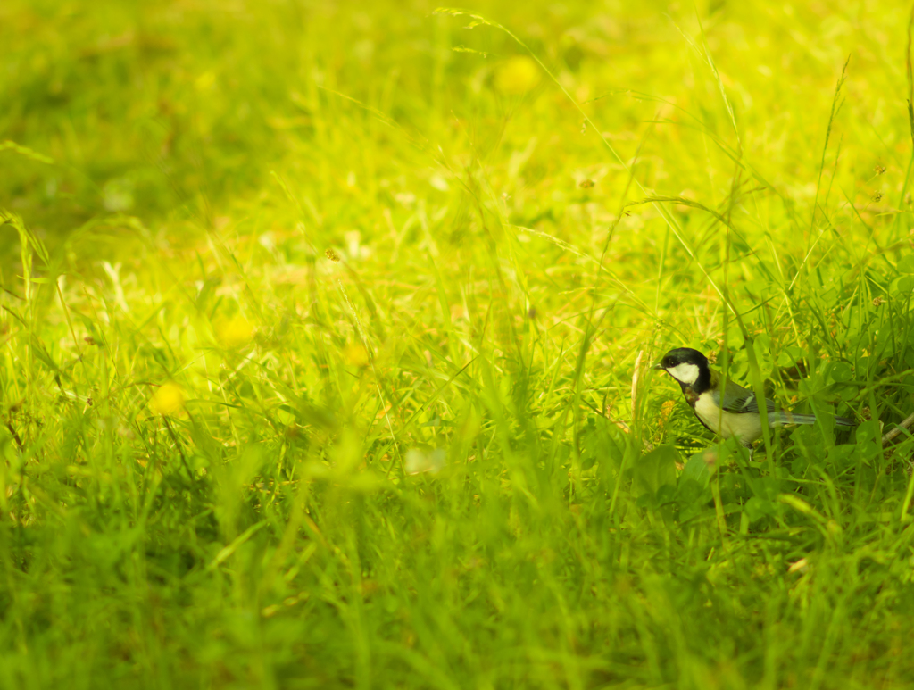 地面を歩くシジュウカラ
