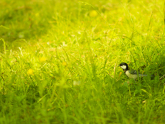 地面を歩くシジュウカラ