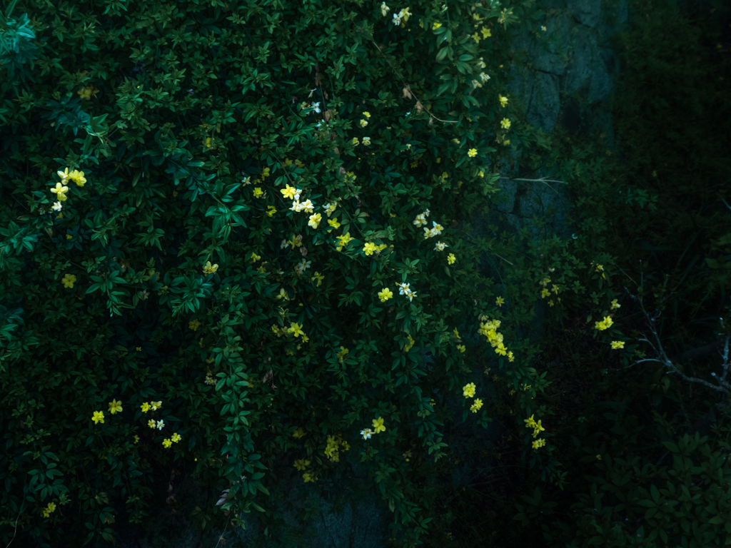 石垣の黄色い花