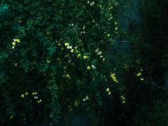 石垣の黄色い花