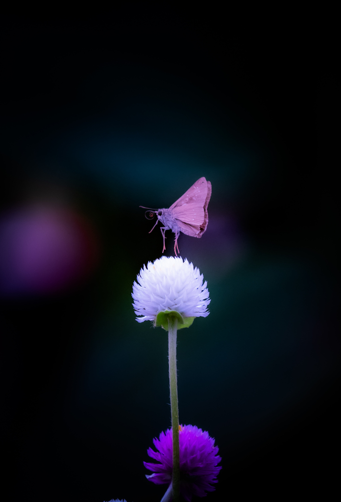 Dancer in the dark