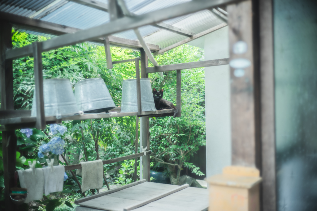 思いもよらない所に居た猫