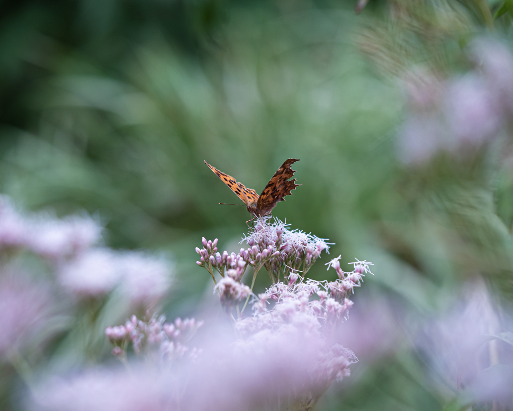 藤袴にキタテハ来てはった