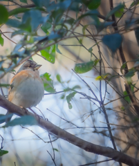 遠い目をしたアトリさん