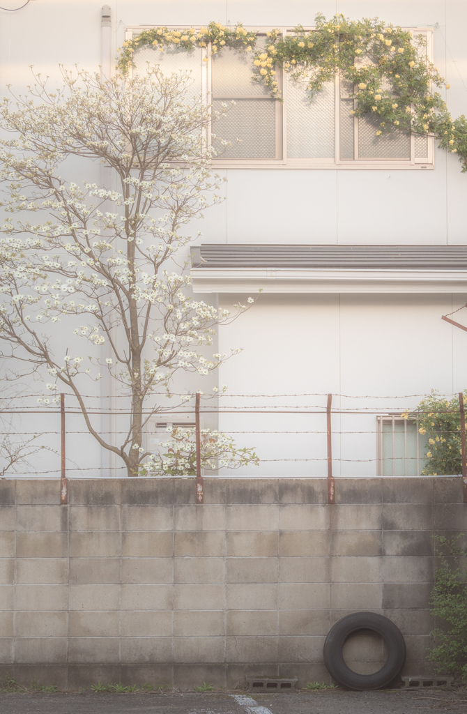 ガレージの向こうのお家の花が綺麗