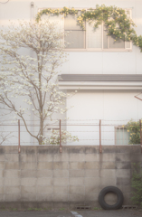 ガレージの向こうのお家の花が綺麗