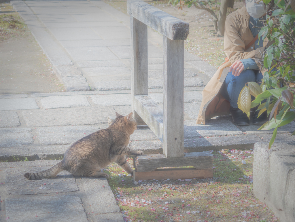 ひょっとして撫で撫で待ちの方ですか？