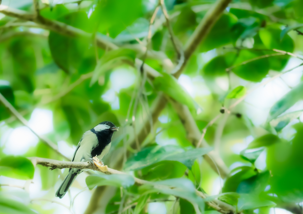 なんか食べてるシジュウカラ