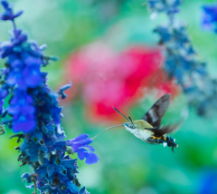 まさかハーフ？？