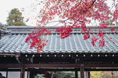 真如堂紅葉