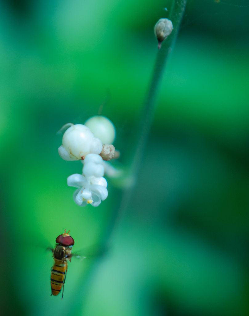 ヒラタアブと白い花