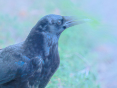 何かを咥えたカラスさん