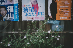 無関心に咲き誇る